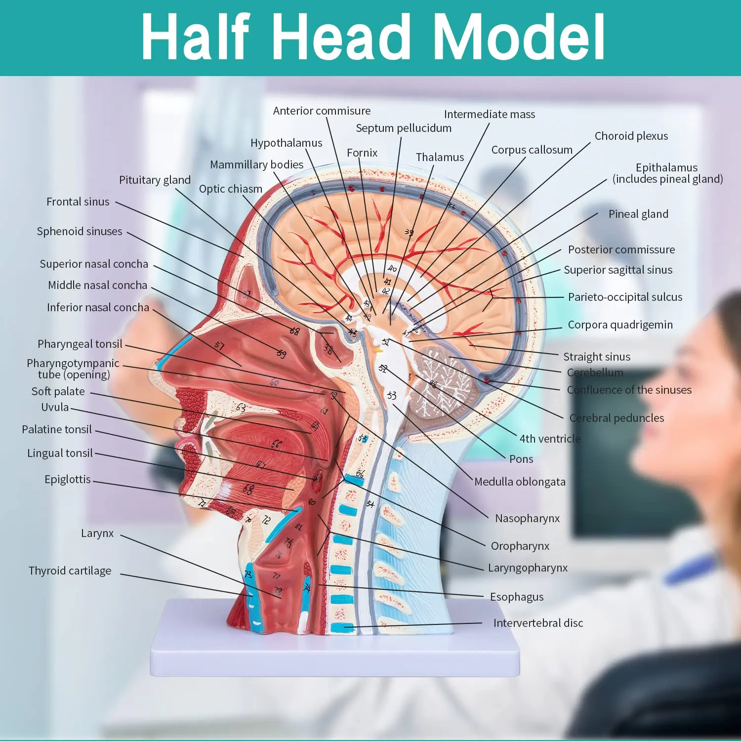 Human Head Anatomy Model Life Size Nasal Cavity And Throat Brain