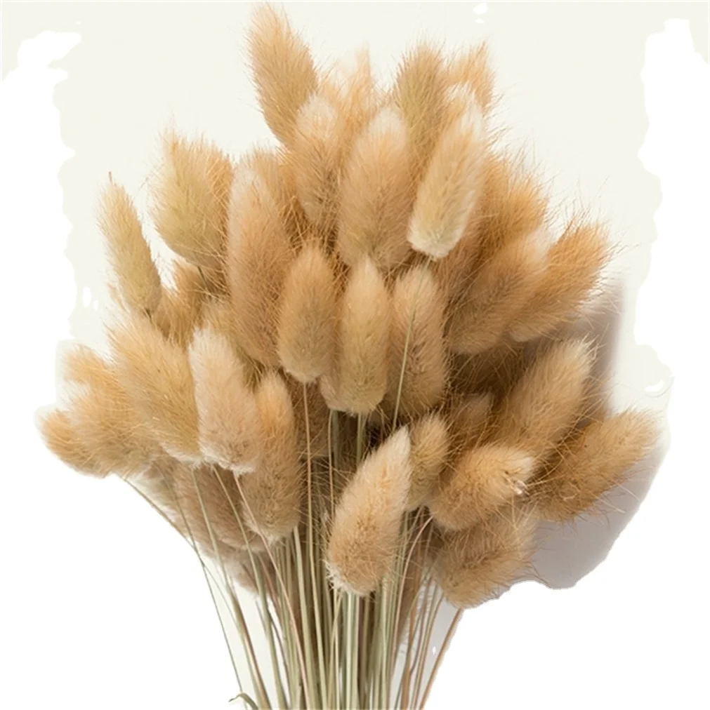 20x Rabbit Tail Grass Bunny Tails Dried Flowers Lagurus Ovatus Plant Stems HOT~~