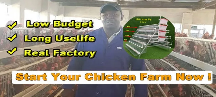 chicken cage