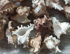 Shell In 2021 Shell Crafts In Glass Bottles Will Be Popular Natural Shell