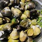 Shellfish Frozen Delicious Healthy Seafood Importer Shellfish Seafood Frozen River Clam