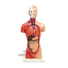 Model Man Collapsible Manusia Anatomi Torso Model