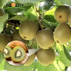 AGOLYN Premium Wholesale Green Heart Fresh Kiwi Fruit