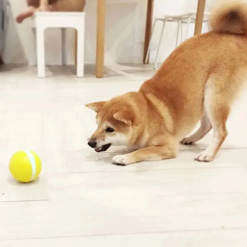 magic dog ball