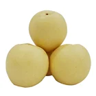 Pear High Quality Hot Selling 2021 New Export Natural Crop Tasty Fresh Fruit Nashi Pear