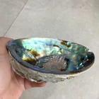 Abalone High Quality Hot Sale Rainbow Sea Shells Natural Raw Polished Abalone Shell For Home Decoration