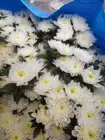 Chrysanthemum Best Selling 2021 Wholesale Fresh Cut Flower White Chrysanthemum