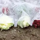 Agricultural Pp Non Woven Fabric Agricultural Bags Use Pp Non Woven Fabric Rolls