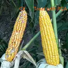Agriculture Agriculture Grade Fertilizer Raw Materials CAS 25513-46-6 R-PGA Polyglutamic Acid