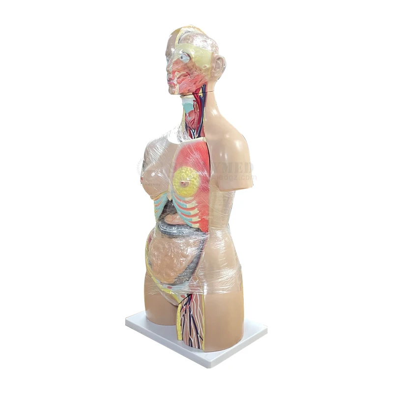 SY N01801 Pvc Material Human Body Parts Torso Doll 27 Parts Dual Sex