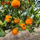 Montale Hot Selling Fresh And Delicious Ponkan Mandarin Orange