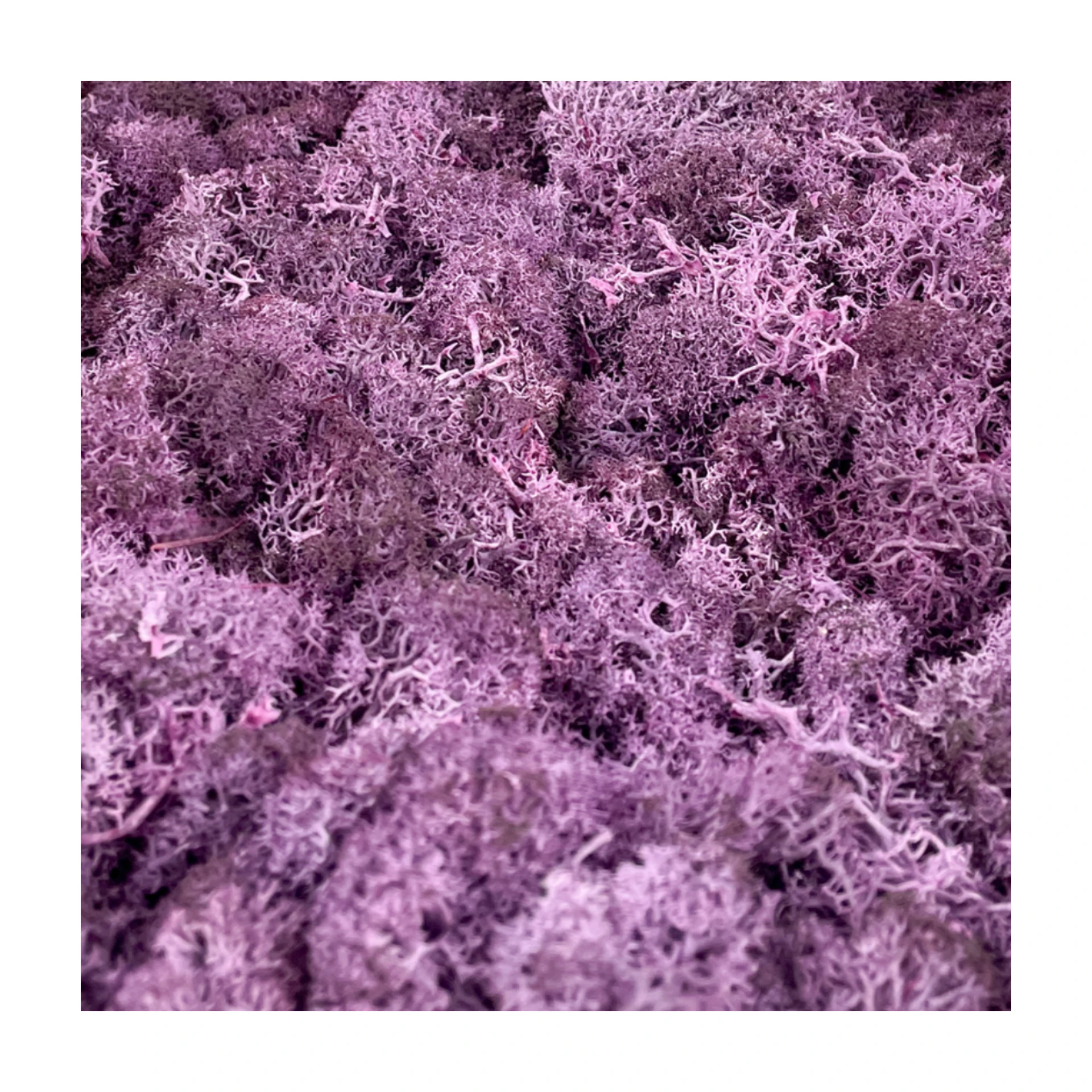 natural dry preserved moss decorative flower wall