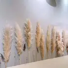 Wedding Hot Selling Natural Dried Pampas Grass 120CM Best Quality Flowers For Wedding Decorate