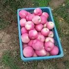 Fuji Fruit Apple Fujiapplefujiapple Chinese FUJI Fruit Apple Fresh High Quality Apple Price