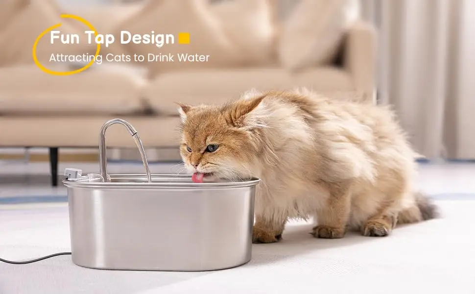 cat fountain