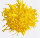 Golden China High Cost Performance Fresh Yellow Slightly Sweet Yellow Golden Chrysanthemum Tea Swollen Throat