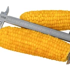 Yellow Corn Corn Iqf Frozen Sweet Yellow Corn