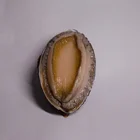 Abalone Abalone Green Abalone For Sale Chilean Abalone With Frozen Abalone