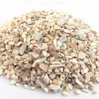 Sea Shell Decorative Pearl Sea Shell For Engineered Stone And Terrazzo Flooring