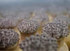 Large Wholesale Of Fresh Crab Mushroom Seafood Mushroom
