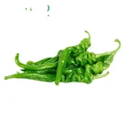 Green and healthy vegetables fresh capsicum delicious pepper