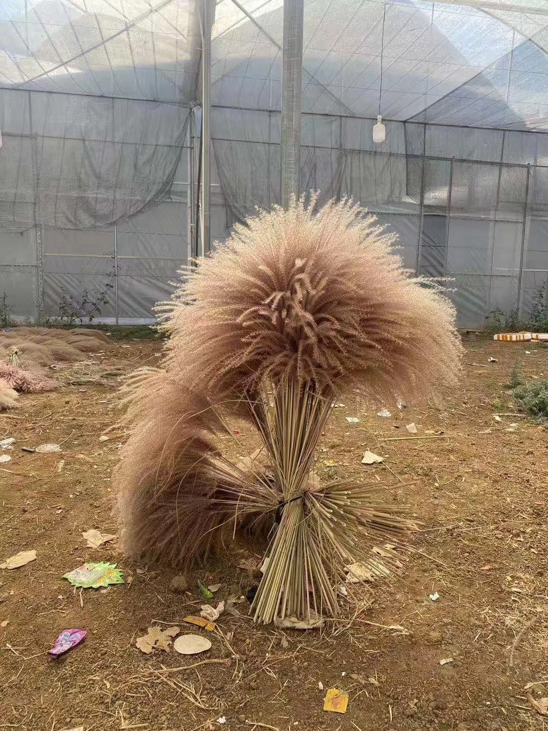 reed flower long feather head natural large dried pampas grass