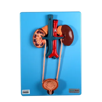 GD/A14001 General Doctor Urinary System With Kidney, Ureter, Bladder Section