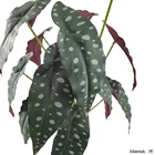 For Decoration Decoration Artificial Alocasia Macrorrhiza Tree/Green Plant For Indoor Outdoor Decoration