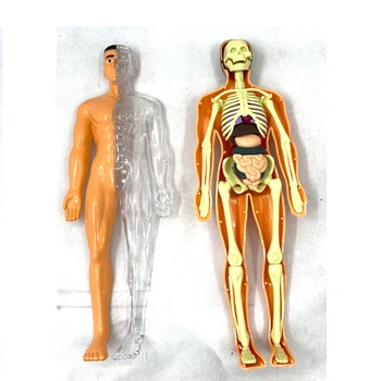 Kids education torso skeleton human body toys anatomy model for cheap human maqueta cuerpo 3D model study tools for physiology