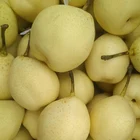 Pears Pear Pear Fresh Top Rated Fruit Provider Fresh Pears Fruit Sweet Ya Pear