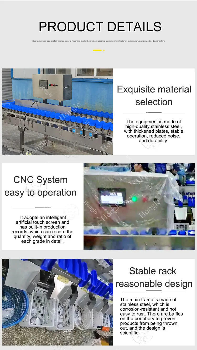 Clam Fish Sorting Machine Agricultural Product Weight Sorting Machine Shrimp factory