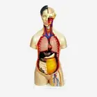 Gelsonlab HSBM-016 85cm Human Torso 13parts