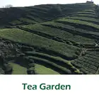 Tea Bag Tea Bag Tea Lower Price Gunpowder Green Tea 3505 AAAAA Tea Bag And Tea Tin Packing