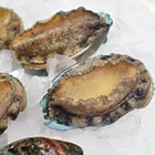 Abalone Abalone Abalone Price GUTTING FROZEN ABALONE