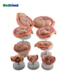 Model Anatomical Models Factory Price Anatomical Human Medical Anatomical Fetus Development Model 8 Series