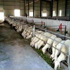 High Quality Prefabricated Light Steel Structure Farm Building Sheep Goat Shed