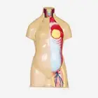 Gelsonlab HSBM-020 Human Torso Without Head