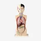 Gelsonlab HSBM-023 Human Torso 65cm Tall 9parts