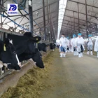 Free Design Prefab Steel Structure Cattle/Cow Farm Building Dairy Cow Shed
