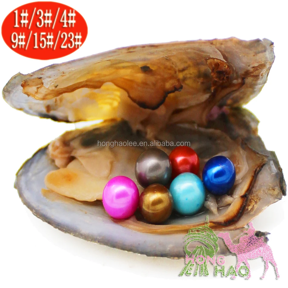 fresh oysters with pearls for sale