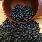 Bean Black Beans Dried Black Kidney Bean China Top Quality Kidney Bean