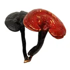 Shell Powder Powder Ganoderma Lucidum Spore Powder 100% Pure Shell Broken Ganoderma Lucidum Spore Powder