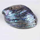 Abalone Natural Aquarium Landscape Crafts Raw Abalone Shell