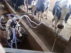 Milking Machine Cream Separator Dairy Farm Cow Big Milk Machine Price