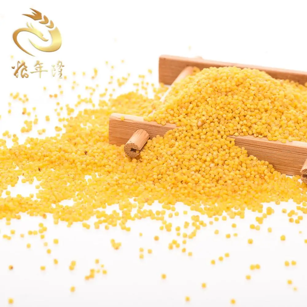 yellow white broomcorn millet yellow broom corn millet grains