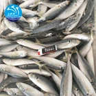 Fish 2020 New Light Catching Good Quality Frozen Horse Mackerel Fish