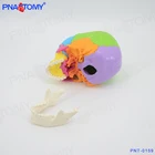 Model Human Colored Skull Model 22 Parts Life Size PNT-0159
