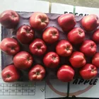 Fuji Apple Apple Huaniu Fresh Fuji Apple Tianshui Huaniu Fuji Fresh Apple Fresh Apple Fruits