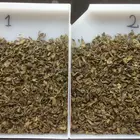 Tea Green Tea Chinese Green Tea For Iran Isreal Pakistan Afkhanistan