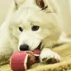 Pet Toy Toys China Pet Favorite Interactive Toy Rope Ball Dog Chew Toys